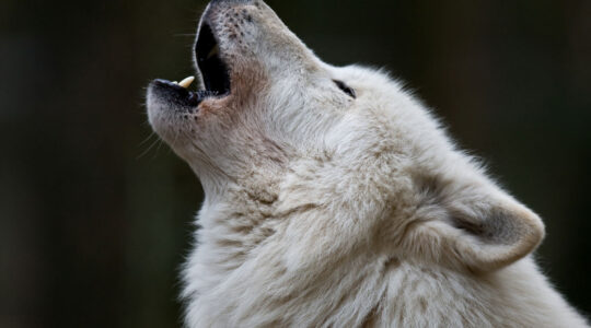 loup arctique.png