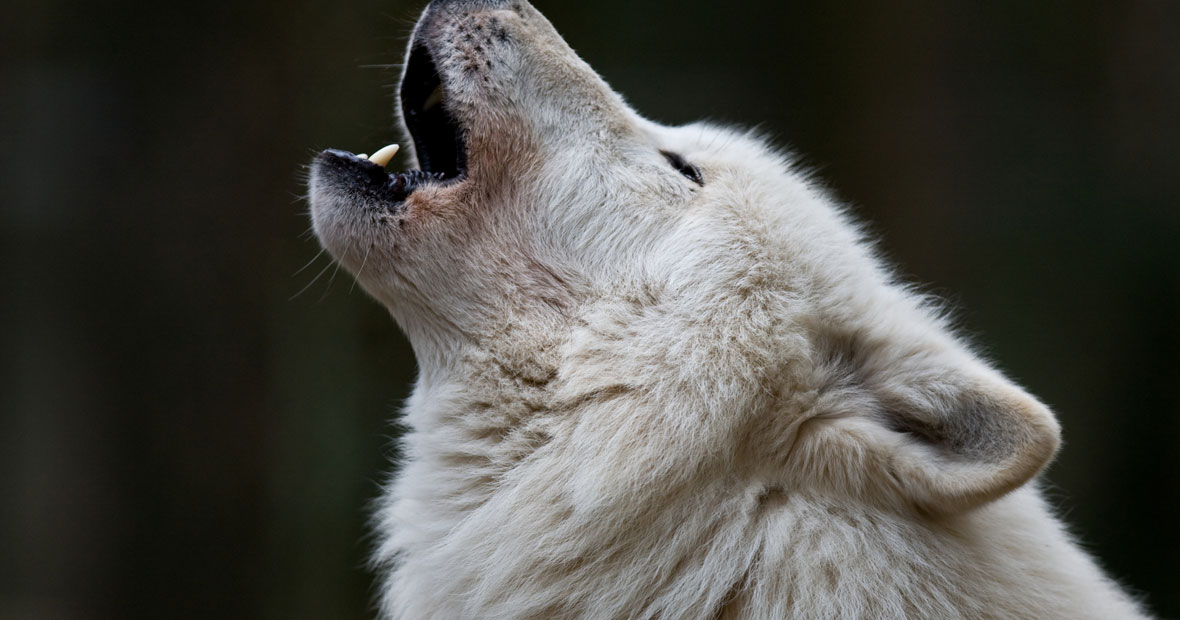 loup arctique.png